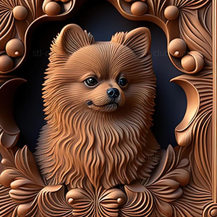 st Japanese Pomeranian dog